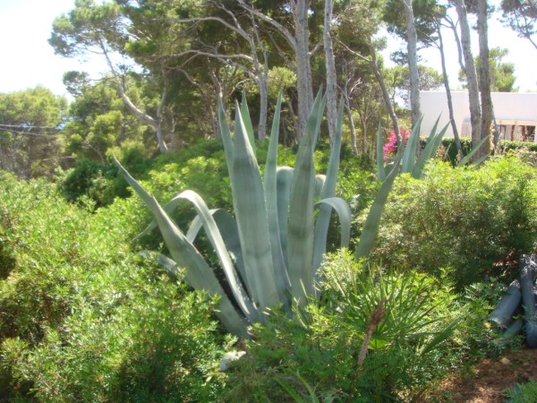 Kaktusfinca Cala Ratjada Natur bis zum Nachbarn