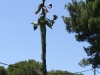 Agavenblüte.JPG