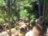 Kakteengarten Cala Ratjada Mallorca.jpg
