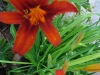 Sommerlilien.JPG