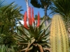 ferienhaus-cala-ratjada-mallorca-cacteen-garten001