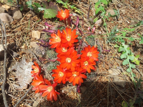 Blueten-im-Kakteengarten-Mallorca